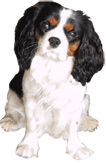 Darius, ein Cavalier King Charles Spaniel